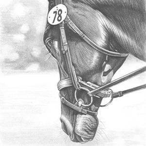 Custom Horse Portraits, 12 x 9 inches, Full Body or Head Shot, Colored Pencil, Bristol good Paper